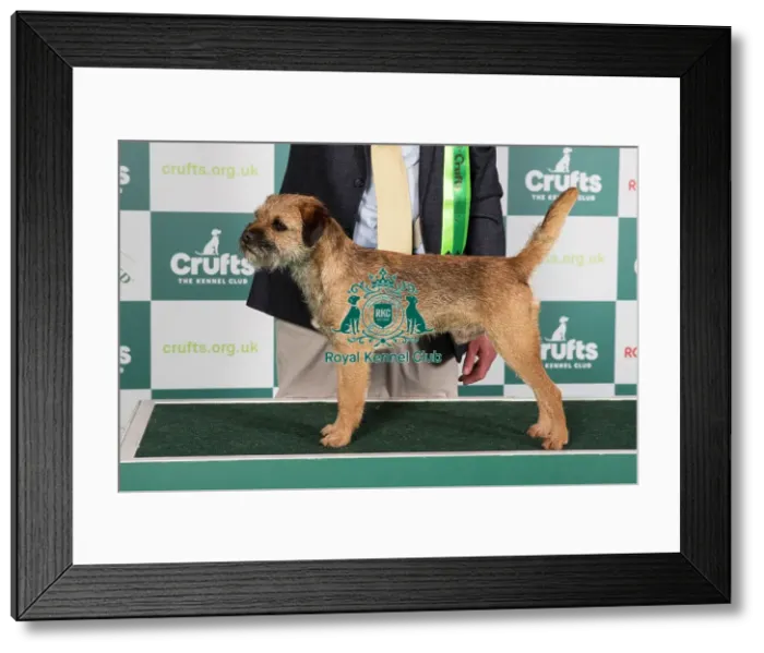 Framed Print : Crufts 2024 Best of Breed Stacked Ch Otterbobs Tolson Owners: Mr J R & Mrs H Gilpin