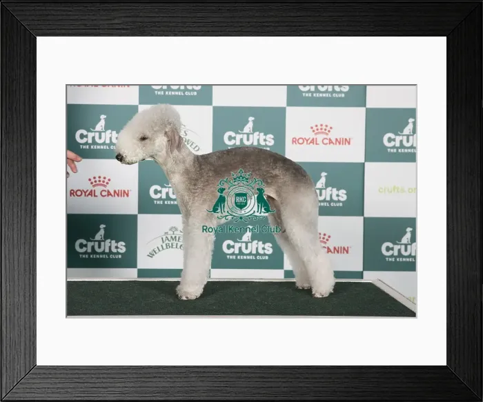 Framed Print : Crufts 2024 Best of Breed Stacked Ch Conekesheved Too Shy JW Owners: Mr J & Mrs L Mcnally Framed Print : Crufts 2024 Best of Breed Stacked Ch Conekesheved Too Shy JW Owners: Mr J & Mrs L Mcnally