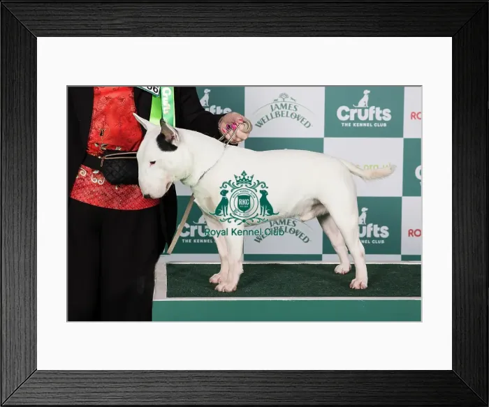 Framed Print : Crufts 2024 Best of Breed Stacked Clansmann Wicked Deejay Owners: Mr K & Miss A Jowers Framed Print : Crufts 2024 Best of Breed Stacked Clansmann Wicked Deejay Owners: Mr K & Miss A Jowers