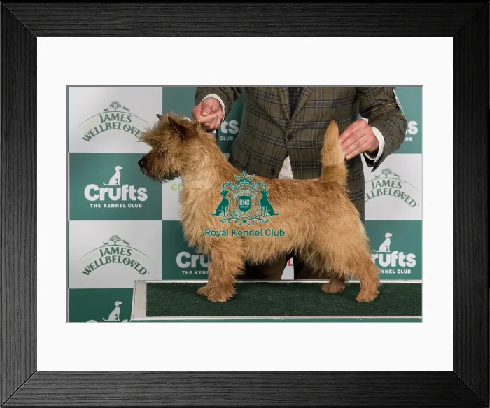 Framed Print : Crufts 2024 Best of Breed Stacked Hjohoo's I'm Perfect for Hjo Owner: Miss Theodorsson Framed Print : Crufts 2024 Best of Breed Stacked Hjohoo's I'm Perfect for Hjo Owner: Miss Theodorsson