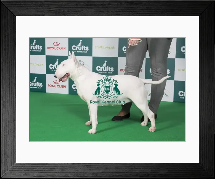 Framed Print : Crufts 2024 Best of Breed Stacked Clansmann Wicked Deejay Owners: Mr K & Miss A Jowers Framed Print : Crufts 2024 Best of Breed Stacked Clansmann Wicked Deejay Owners: Mr K & Miss A Jowers