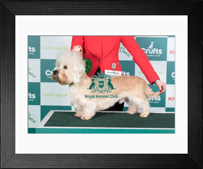 Framed Print : Crufts 2024 Best of Breed Stacked Ch Mishahda Mischief Managed Owner: Misss Butcher
