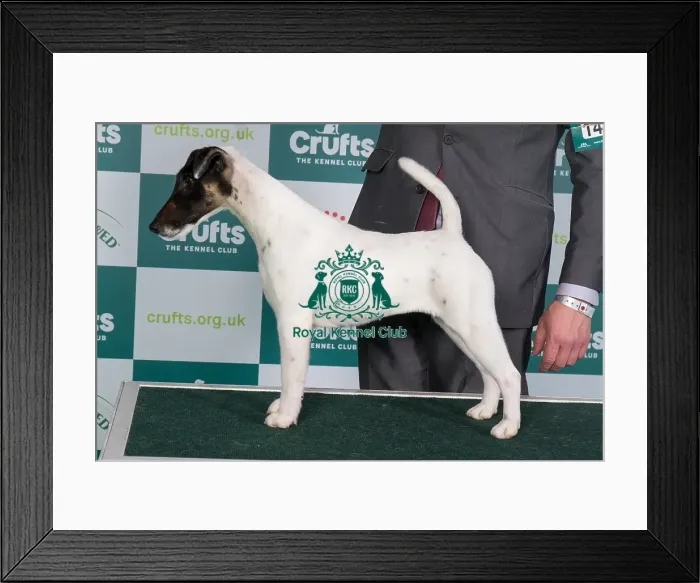 Framed Print : Crufts 2024 Best of Breed Stacked Ch Kanix Quickstep Owner: Mrs Ks Wilberg Framed Print : Crufts 2024 Best of Breed Stacked Ch Kanix Quickstep Owner: Mrs Ks Wilberg