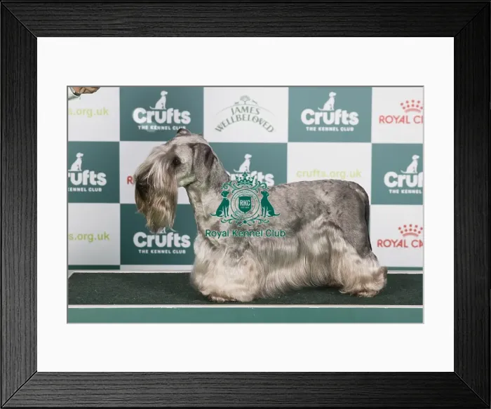 Framed Print : Crufts 2024 Best of Breed Stacked Ives Des Bourdons Farouches Ww21 Owner: Mrs B Emperatriz Framed Print : Crufts 2024 Best of Breed Stacked Ives Des Bourdons Farouches Ww21 Owner: Mrs B Emperatriz
