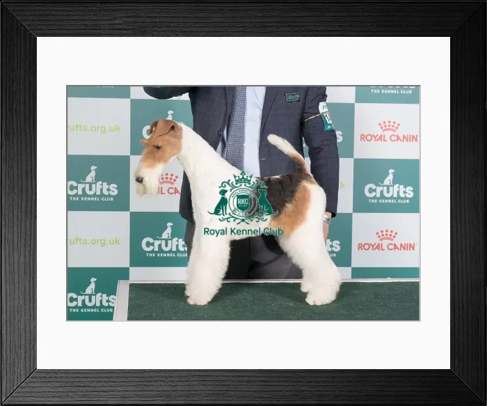 Framed Print : Crufts 2024 Best of Breed Stacked Blackdale Show Queen Owner: Mr H O'donoghue Framed Print : Crufts 2024 Best of Breed Stacked Blackdale Show Queen Owner: Mr H O'donoghue