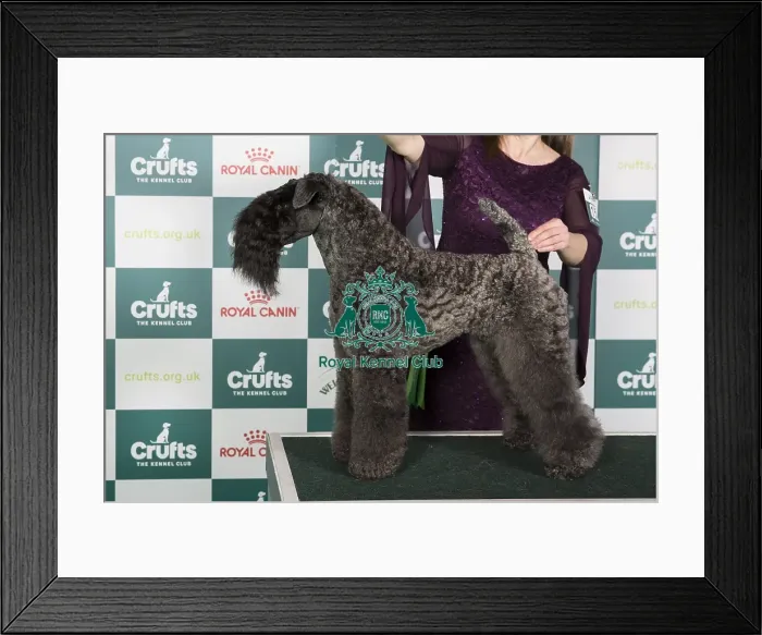 Framed Print : Crufts 2024 Best of Breed Stacked Am Ch Cross The Rubicon Omen Owner: Dr Ns Kunze