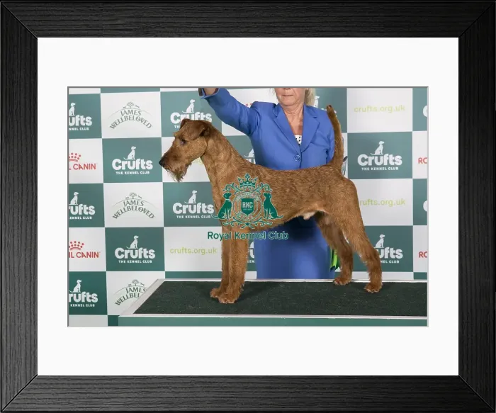 Framed Print : Crufts 2024 Best of Breed Stacked Multi Ch / nordic Ch Smox His Majesty Ww'23 Sew'23 Fiw'23 Owner: Mrs E G Skalberg Framed Print : Crufts 2024 Best of Breed Stacked Multi Ch / nordic Ch Smox His Majesty Ww'23 Sew'23 Fiw'23 Owner: Mrs E G Skalberg