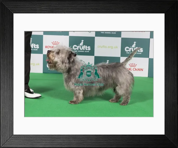 Framed Print : Crufts 2024 Best of Breed Stacked Galore Victory Royale of Abberann Owner: Mrs A White Framed Print : Crufts 2024 Best of Breed Stacked Galore Victory Royale of Abberann Owner: Mrs A White