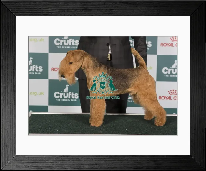 Framed Print : Crufts 2024 Best of Breed Stacked Nordlicht von Den Schonen Bergen Owner: Mr F W Schoneberg Framed Print : Crufts 2024 Best of Breed Stacked Nordlicht von Den Schonen Bergen Owner: Mr F W Schoneberg