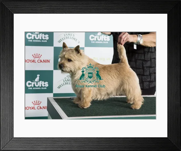 Framed Print : Crufts 2024 Best of Breed Stacked Norwich Terrier 15345 - Ch Ragus Punch Bowl (Mrs L & Mrs Y Crawley & Baldwin) Framed Print : Crufts 2024 Best of Breed Stacked Norwich Terrier 15345 - Ch Ragus Punch Bowl (Mrs L & Mrs Y Crawley & Baldwin)