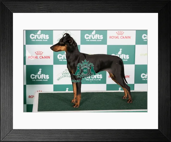 Framed Print : Crufts 2024 Best of Breed Stacked Manchester Terrier 15245 - Erkenwyne Firefly (Mrs J Jones) Framed Print : Crufts 2024 Best of Breed Stacked Manchester Terrier 15245 - Erkenwyne Firefly (Mrs J Jones)