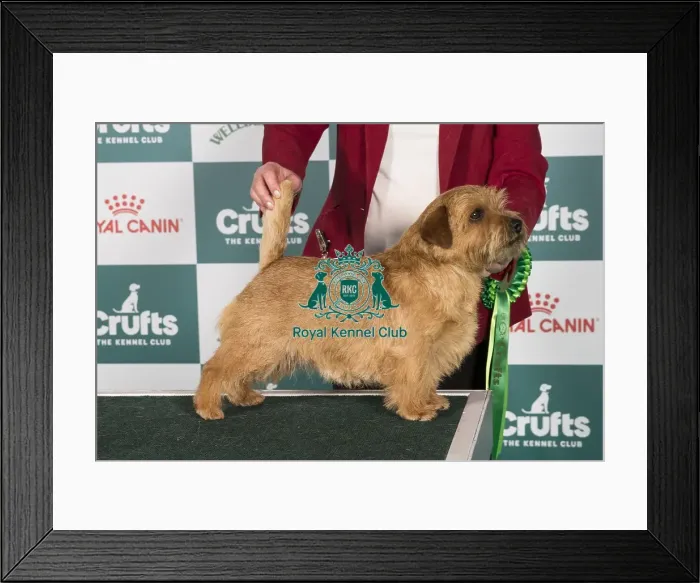 Framed Print : Crufts 2024 Best of Breed Stacked Norfolk Terrier 15307 - Ch Kinsridge Cash Point (Miss D Jenkins) Framed Print : Crufts 2024 Best of Breed Stacked Norfolk Terrier 15307 - Ch Kinsridge Cash Point (Miss D Jenkins)