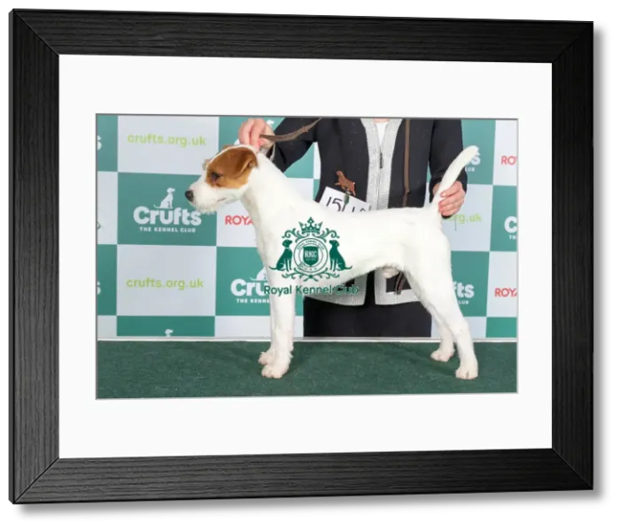 Framed Print : Crufts 2024 Best of Breed Stacked Parson Russell Terrier 15448 - Vixenview Silent Uh Sass in (Ms D Manson) Framed Print : Crufts 2024 Best of Breed Stacked Parson Russell Terrier 15448 - Vixenview Silent Uh Sass in (Ms D Manson)