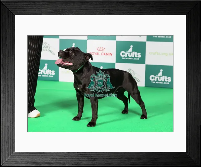 Framed Print : Crufts 2024 Best of Breed Stacked Staffordshire Terrier 15933 - Kamaristaffs Royal Gem at Jazostaff JW (Mr T & Mrs C Plumstead) Framed Print : Crufts 2024 Best of Breed Stacked Staffordshire Terrier 15933 - Kamaristaffs Royal Gem at Jazostaff JW (Mr T & Mrs C Plumstead)