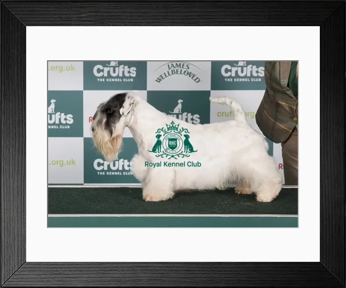 Framed Print : Crufts 2024 Best of Breed Stacked Sealyham Terrier 15643 - Multi Ch Forlegd Onward Tai Lung Jww-21 Jew-21 Jch (Miss W Winowicz) Framed Print : Crufts 2024 Best of Breed Stacked Sealyham Terrier 15643 - Multi Ch Forlegd Onward Tai Lung Jww-21 Jew-21 Jch (Miss W Winowicz)