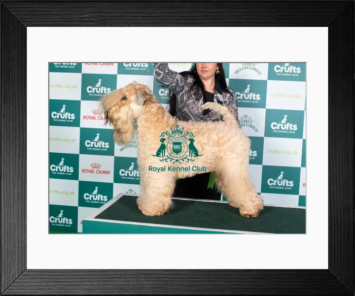 Framed Print : Crufts 2024 Best of Breed Stacked Soft Coated Wheaten Terrier 15738 - Ch Celtannia Atlantic Gold (Mr B, Mr D & Miss L Moles, Williams & Dalton)