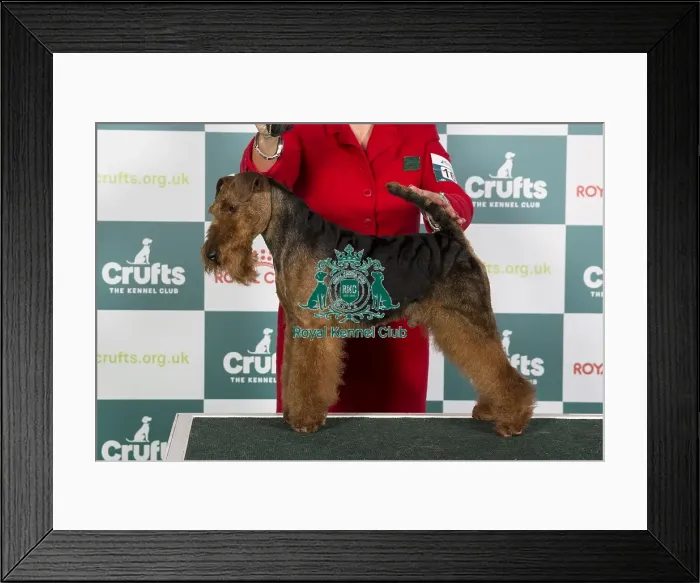 Framed Print : Crufts 2024 Best of Breed Stacked Welsh Terrier 16146 - Ch Perrisblu The Phantom, Breed: Welsh Terrier (Ms C Cole) Framed Print : Crufts 2024 Best of Breed Stacked Welsh Terrier 16146 - Ch Perrisblu The Phantom, Breed: Welsh Terrier (Ms C Cole)