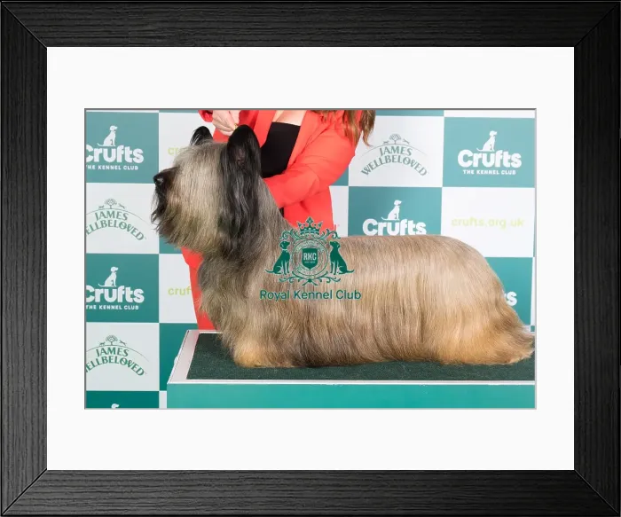 Framed Print : Crufts 2024 Best of Breed Stacked Skye Terrier 15680 - Ch Flanagan Energizer at Feorlig (Imp Svk) (Mrs K F Ryan) Framed Print : Crufts 2024 Best of Breed Stacked Skye Terrier 15680 - Ch Flanagan Energizer at Feorlig (Imp Svk) (Mrs K F Ryan)