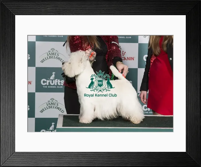 Framed Print : Crufts 2024 Best of Breed Stacked West Highland White Terrier 16257 - Int Ch / ned Ch / lux Ch White Villan Lucky Luke Jw21 (K &s Van Der Veen) Framed Print : Crufts 2024 Best of Breed Stacked West Highland White Terrier 16257 - Int Ch / ned Ch / lux Ch White Villan Lucky Luke Jw21 (K &s Van Der Veen)