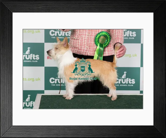 Framed Print : Crufts 2024 Best of Breed Stacked Portuguese Podengo (Warren Hound) Brundledean Giovana Owner: Mrss A Brundle