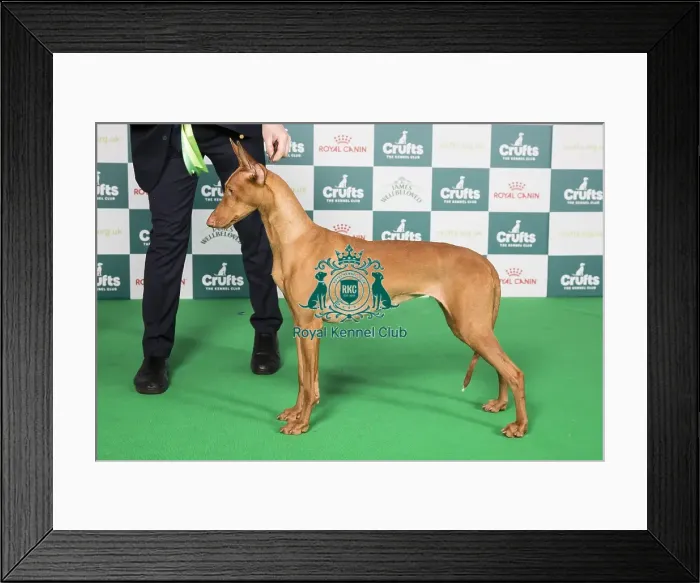 Framed Print : Crufts 2024 Best of Breed Stacked Pharoah Hound Bazinga Make Love Not War Owners: Mrs T & Mrs L & Mr R Hansen & Stark & Stark Framed Print : Crufts 2024 Best of Breed Stacked Pharoah Hound Bazinga Make Love Not War Owners: Mrs T & Mrs L & Mr R Hansen & Stark & Stark