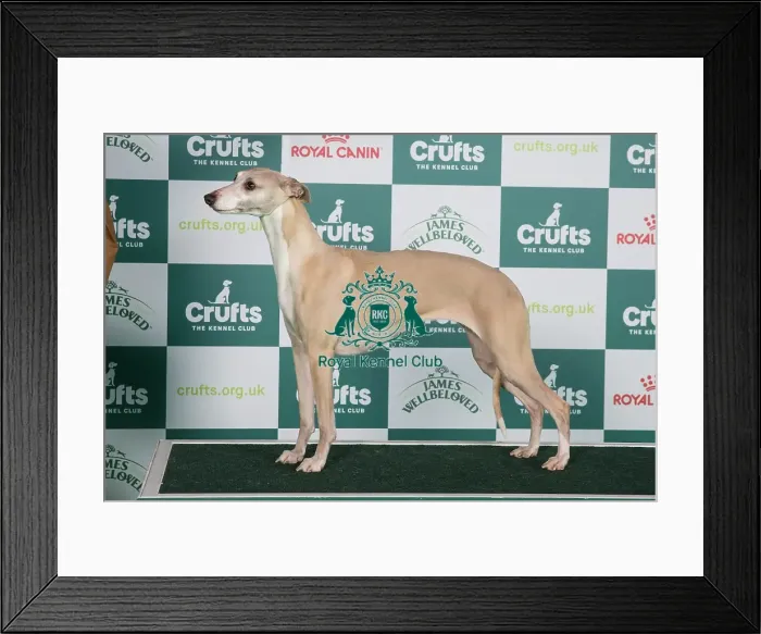 Framed Print : Crufts 2024 Best of Breed Stacked Whippet 18902 - Ch Cornstalk Dream On at Falconcrag (Misss Marston-Pollock)