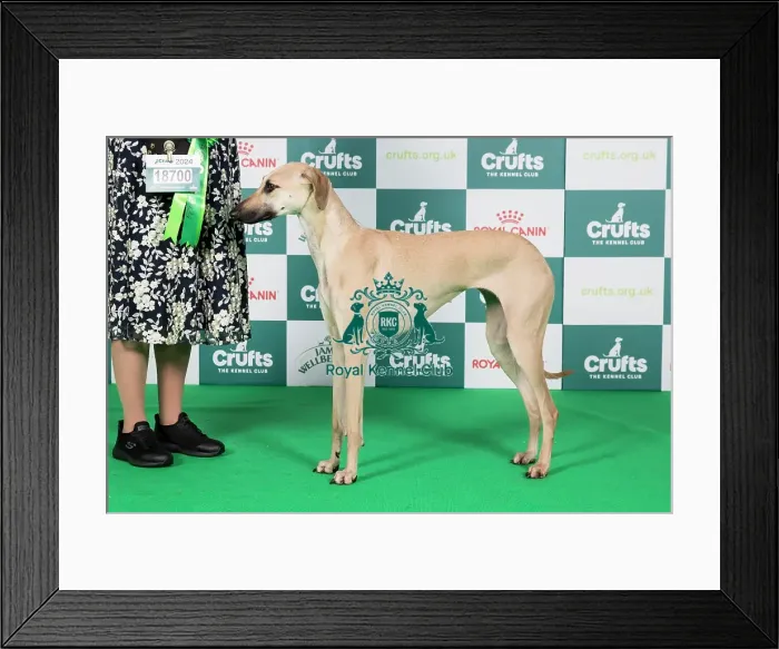 Framed Print : Crufts 2024 Best of Breed Stacked Sloughi 18700 - Aabidah De Polvo Magico (Imp Aut) (Mrs A Carter)
