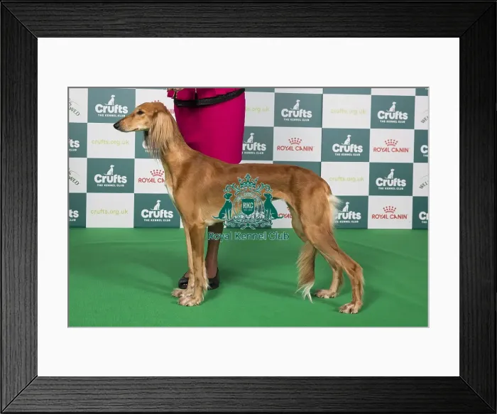 Framed Print : Crufts 2024 Best of Breed Stacked Saluki 18647 - Ravensett Mehrasa (Mr G & Mrss Littlechild) Framed Print : Crufts 2024 Best of Breed Stacked Saluki 18647 - Ravensett Mehrasa (Mr G & Mrss Littlechild)