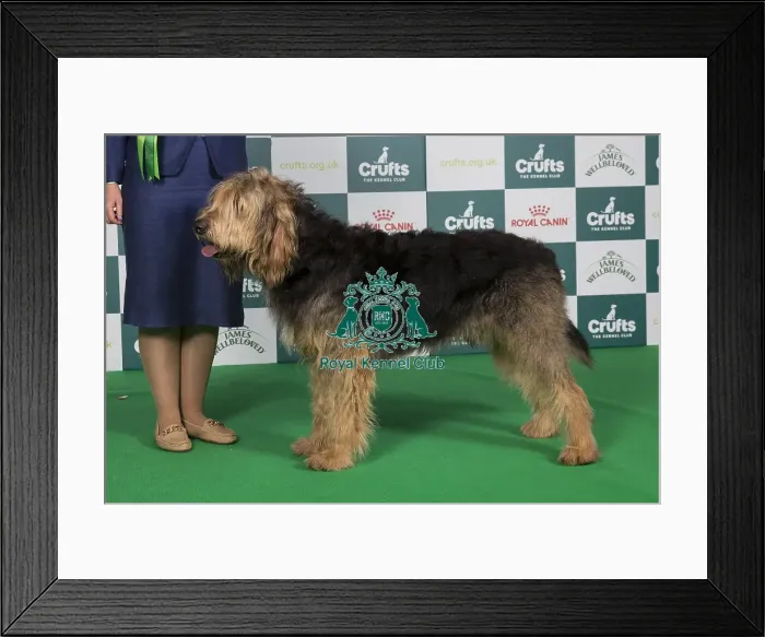 Framed Print : Crufts 2024 Best of Breed Stacked Otterhound Ch Olphae Charman Owner: Mrss Lewis Framed Print : Crufts 2024 Best of Breed Stacked Otterhound Ch Olphae Charman Owner: Mrss Lewis