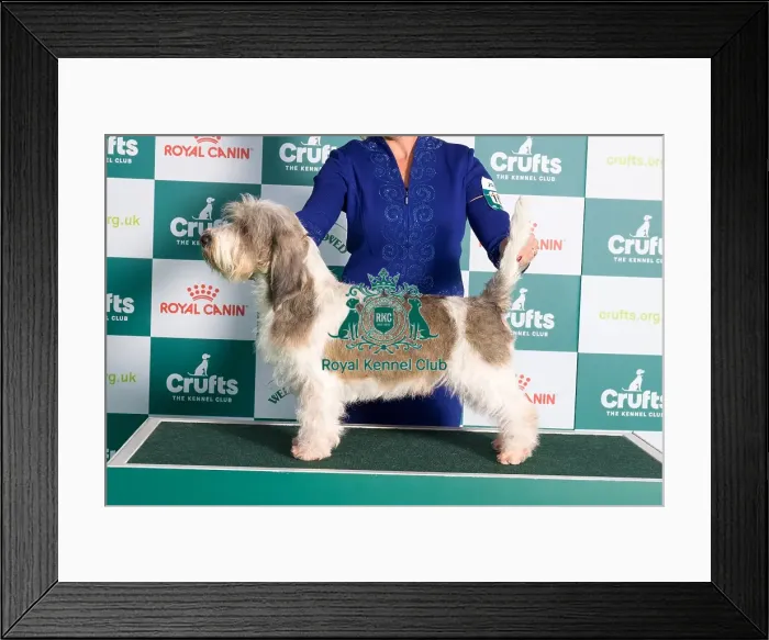 Framed Print : Crufts 2024 Best of Breed Stacked Basset Griffon Vendeen (Petit) Ch / am Ch M and M's Stellar Mayhem and Madness (Imp USA) Owners: Mrs E & Mrs D & Ms J Cadmore & Moore & Hayes
