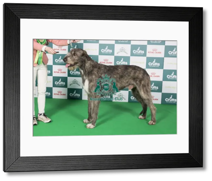 Framed Print : Crufts 2024 Best of Breed Stacked Irish Wolfhound Caredig Messner Pavese Owner: Dr L. Salamon Framed Print : Crufts 2024 Best of Breed Stacked Irish Wolfhound Caredig Messner Pavese Owner: Dr L. Salamon