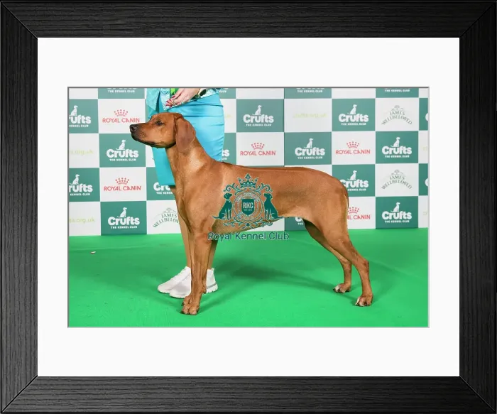 Framed Print : Crufts 2024 Best of Breed Stacked Rhodesian Ridgeback Sk / hun Gch / sk / hun / slo Ch Just Like A Dream of Luanda Ejw Owner: Mrs M Krchňava Framed Print : Crufts 2024 Best of Breed Stacked Rhodesian Ridgeback Sk / hun Gch / sk / hun / slo Ch Just Like A Dream of Luanda Ejw Owner: Mrs M Krchňava
