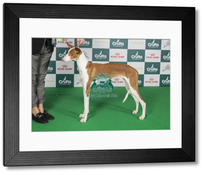 Framed Print : Crufts 2024 Best of Breed Stacked Ibizan Hound Manuka Baltas Vejas Owner: Ms Keserauskiene Framed Print : Crufts 2024 Best of Breed Stacked Ibizan Hound Manuka Baltas Vejas Owner: Ms Keserauskiene
