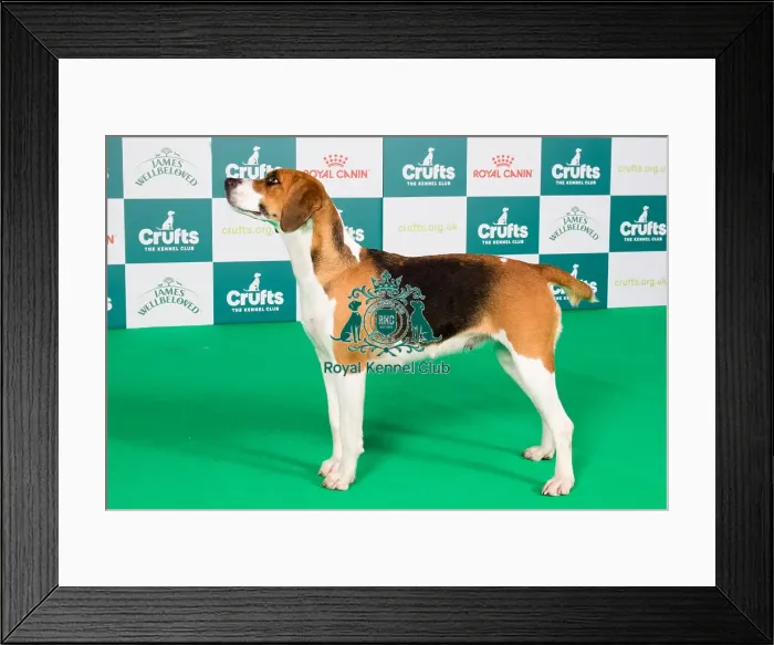 Framed Print : Crufts 2024 Best of Breed Stacked Harrier Holcombe Anglezarke Owner: Mrss Simmons Framed Print : Crufts 2024 Best of Breed Stacked Harrier Holcombe Anglezarke Owner: Mrss Simmons