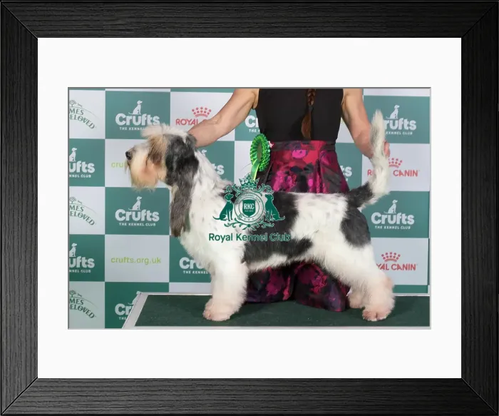Framed Print : Crufts 2024 Best of Breed Stacked Basset Griffon Vendeen (Grand) Ch Forget-Me-Not V Tum-Tum's Vriendjes Owner: Mrs A N Huikeshoven