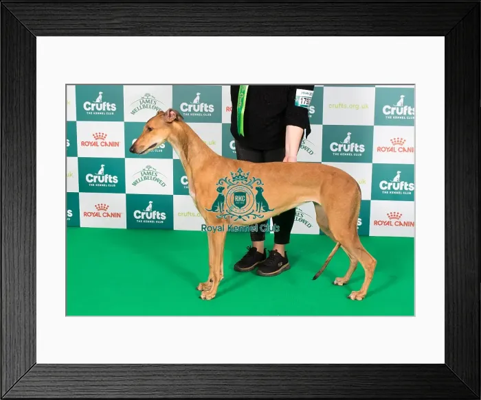 Framed Print : Crufts 2024 Best of Breed Stacked Greyhound Ch / it Ch / es Ch Sobers Geraldine Al Jch Owners: Mrs B & Mr P Ahrens & Primavera