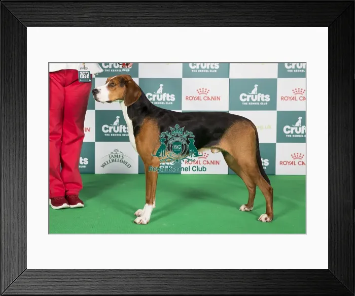 Framed Print : Crufts 2024 Best of Breed Stacked Hamiltonstovare Abon Sfora Nordowskiej Knieji at Rubeusbay (Imp Pol) Owner: Miss Z Adey