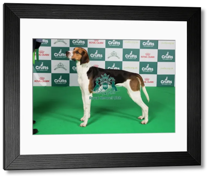 Framed Print : Crufts 2024 Best of Breed Stacked Foxhound Lady Roxburgh of Liscia Owner: Mrs H Waugh