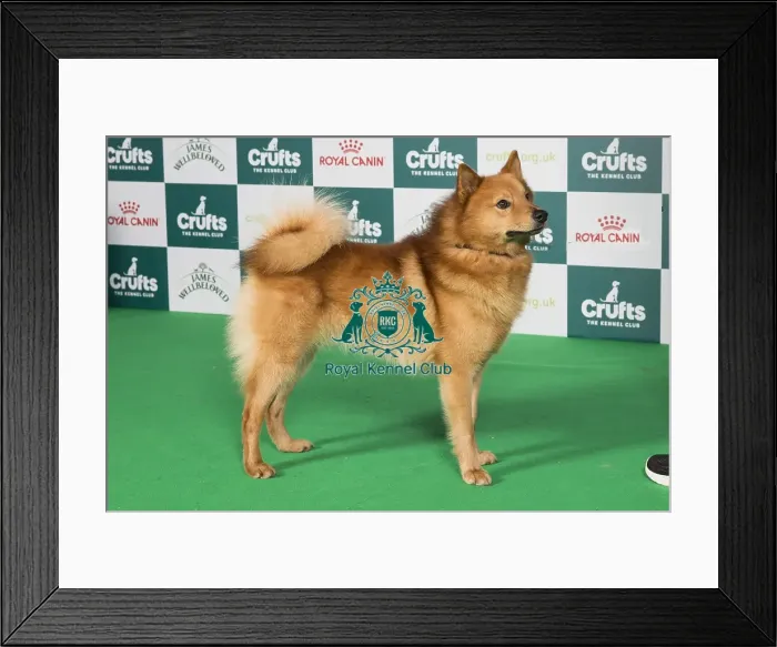 Framed Print : Crufts 2024 Best of Breed Stacked Finnish Spitz Ch Enkelini Hopeinen Ukkonen Owner: Miss A C Rolfe Framed Print : Crufts 2024 Best of Breed Stacked Finnish Spitz Ch Enkelini Hopeinen Ukkonen Owner: Miss A C Rolfe
