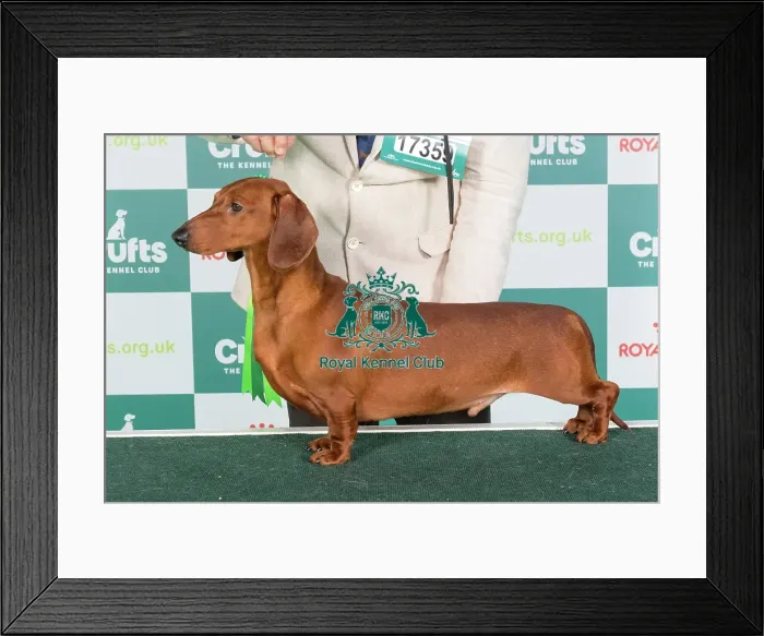 Framed Print : Crufts 2024 Best of Breed Stacked Dachshund (Smooth Haired) Ch Cwdarhian Super Mario Owners: Mrs R & Mr C Williams & Moes