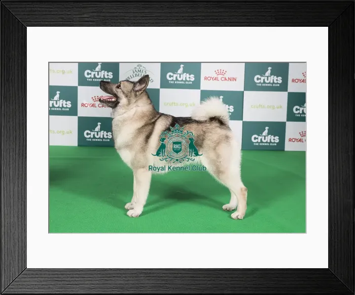 Framed Print : Crufts 2024 Best of Breed Stacked Norwegian Elkhound Am Ch Kamgaard Klementina (Imp Usa) Owners: Mss & Ms M Simmonds & Mott Framed Print : Crufts 2024 Best of Breed Stacked Norwegian Elkhound Am Ch Kamgaard Klementina (Imp Usa) Owners: Mss & Ms M Simmonds & Mott