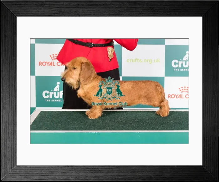 Framed Print : Crufts 2024 Best of Breed Stacked Dachshund (Miniature Wire Haired) Esp / pt / hun Ch Almarxils Tuatara Ww20 / 21 / 22 / 23 Owner: Mr Noel Garrigos Mateo Framed Print : Crufts 2024 Best of Breed Stacked Dachshund (Miniature Wire Haired) Esp / pt / hun Ch Almarxils Tuatara Ww20 / 21 / 22 / 23 Owner: Mr Noel Garrigos Mateo