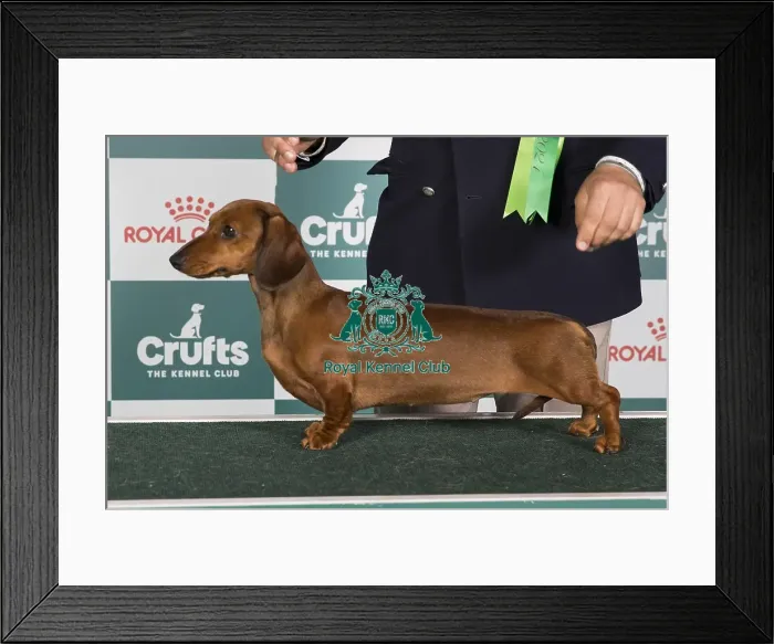 Framed Print : Crufts 2024 Best of Breed Stacked Dachshund (Miniature Smooth Haired) It Ch Gran Peresvet Casta Diva Owners: Mrs & Mrs D Chiatti & Ferretti Framed Print : Crufts 2024 Best of Breed Stacked Dachshund (Miniature Smooth Haired) It Ch Gran Peresvet Casta Diva Owners: Mrs & Mrs D Chiatti & Ferretti