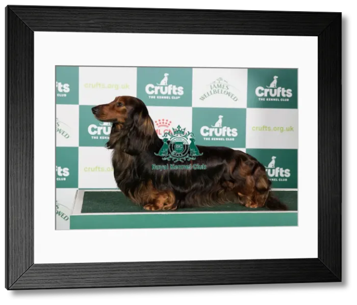 Framed Print : Crufts 2024 Best of Breed Stacked Dachshund (Long Haired) Ch Swansford Gabrieldor Owner: Mr D Roberts