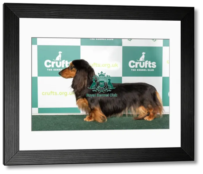Framed Print : Crufts 2024 Best of Breed Stacked Dachshund (Miniature Long Haired) Darsoms Zparkle Owners: Mr G & Mrs F Larkin Framed Print : Crufts 2024 Best of Breed Stacked Dachshund (Miniature Long Haired) Darsoms Zparkle Owners: Mr G & Mrs F Larkin