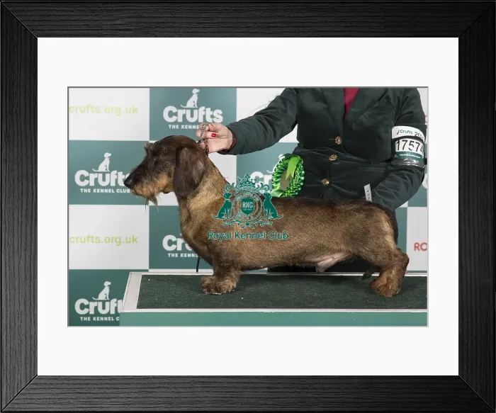 Framed Print : Crufts 2024 Best of Breed Stacked Dachshund (Wire Haired) Ch Aikton Alexander at Stanegate Owner: Mrs J L Carruthers