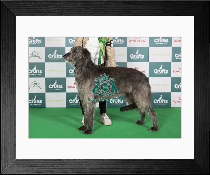 Framed Print : Crufts 2024 Best of Breed Stacked Deerhound Ch Greyflax Pearls A Singer Owners: Mr G & Mrs N B Bailey