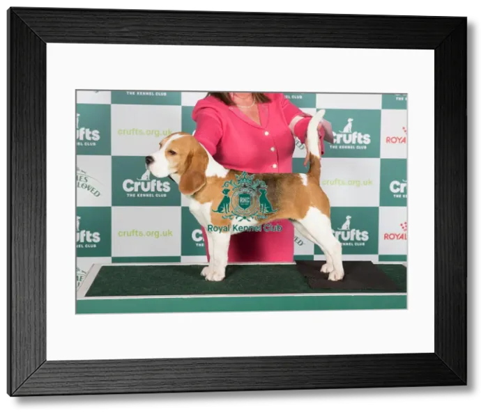 Framed Print : Crufts 2024 Best of Breed Stacked Beagle Ch Annavah Princess Tiana Owners: Miss L A & Mrs P J Havard Framed Print : Crufts 2024 Best of Breed Stacked Beagle Ch Annavah Princess Tiana Owners: Miss L A & Mrs P J Havard