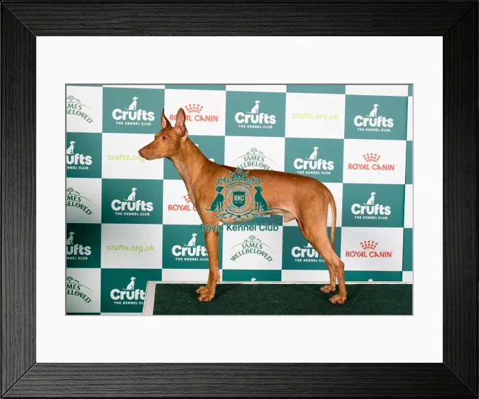 Framed Print : Crufts 2024 Best of Breed Stacked Cirneco dell'Etna Kinabula's Milano with Triquetra Owners: Mrs M L & Mrs D Farleigh & Mcdonnell Framed Print : Crufts 2024 Best of Breed Stacked Cirneco dell'Etna Kinabula's Milano with Triquetra Owners: Mrs M L & Mrs D Farleigh & Mcdonnell