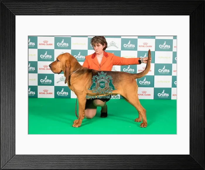 Framed Print : Crufts 2024 Best of Breed Stacked Bloodhound Ch Boru's Fifty Mission Cap at Farlap (Imp Can) Owner: Misss Clark